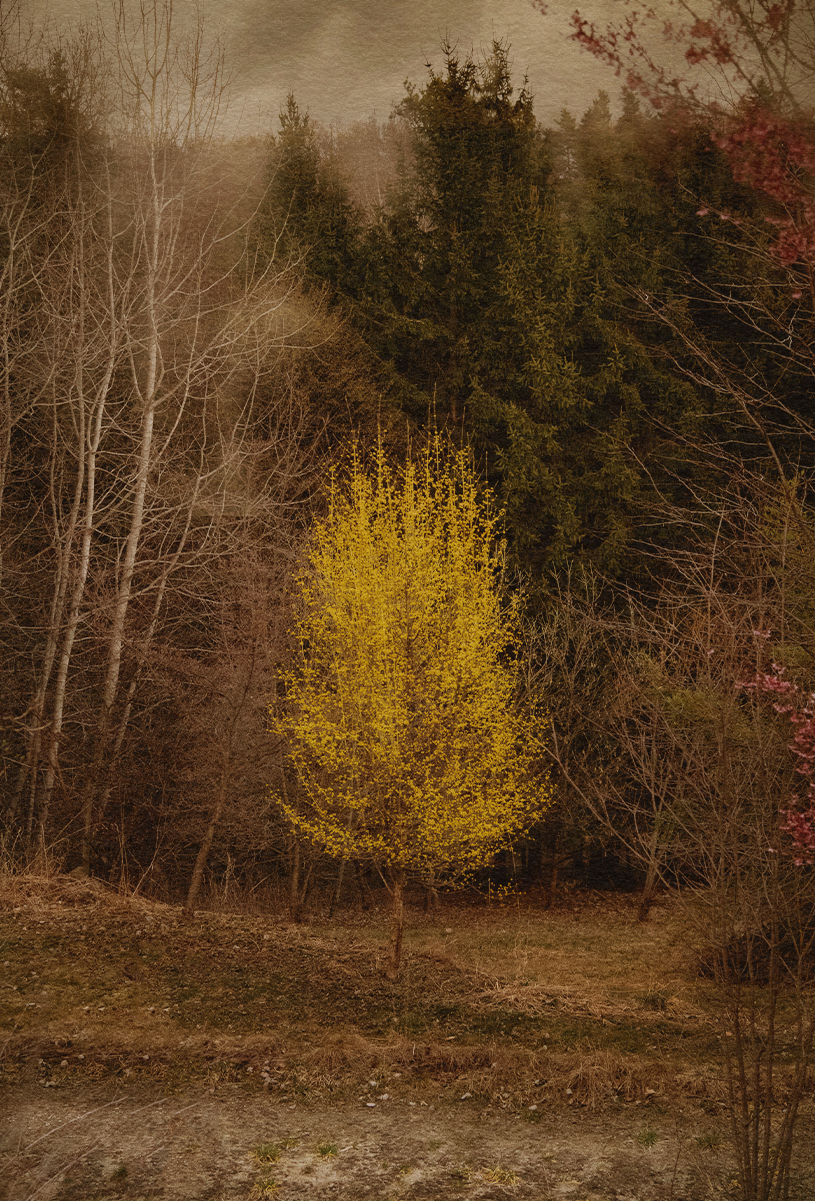 Garden and Trees, Eiche, Quercus, Winter